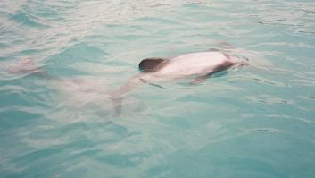 01_01_Scan1399 South Island - Dolphins at Le-Bons Bay, Banks Peninsula