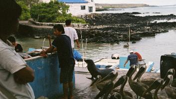 0005_cphen01-R7-009-3 Fish gutting, Puerto Ayora