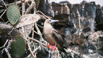 0021_cphen01-R4-027-12 Red-footed booby